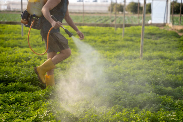 Wasp Removal Services in Pistakee Highlands, IL