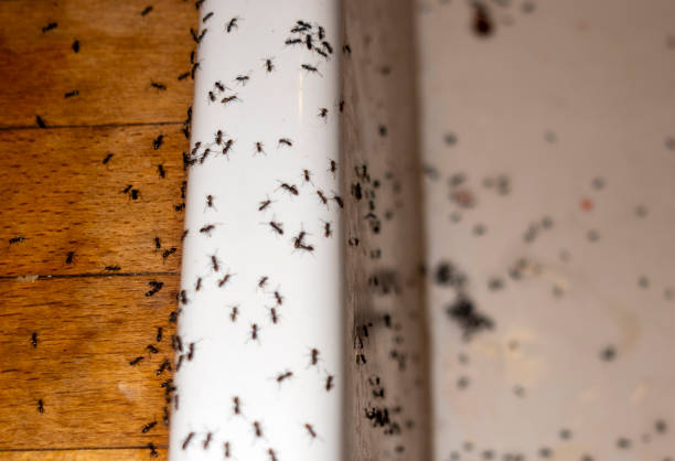 Best Mosquito Control Services  in Pistakee Highlands, IL