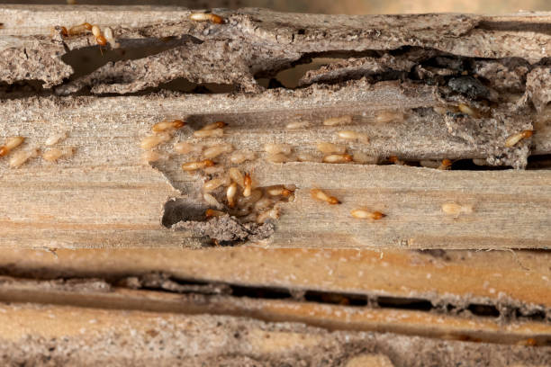 Best Cockroach Control Services  in Pistakee Highlands, IL